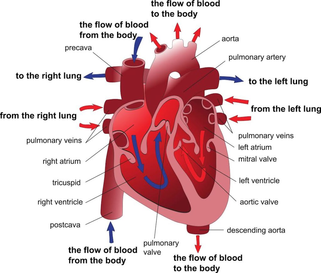 which chambers of the heart contain deoxygenated oxygen poor blood